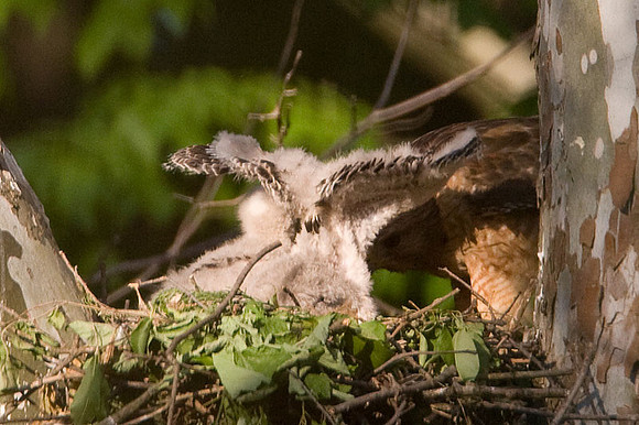 Red-shouldered Hawk (Buteo lineatus) adult and chicks