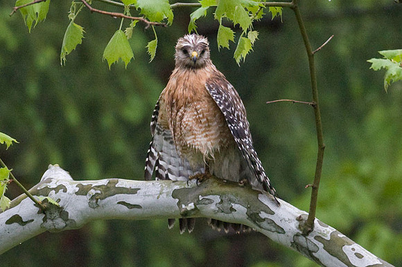 Red-shouldered Hawk (Buteo lineatus)