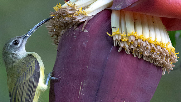 Little spiderhunter (Arachnothera longirostra)