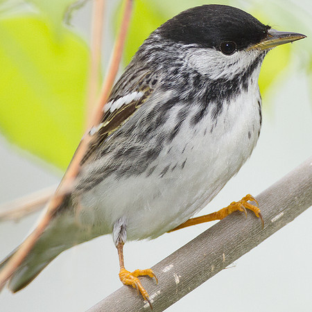 Blackpoll Warbler (Dendroica striata)