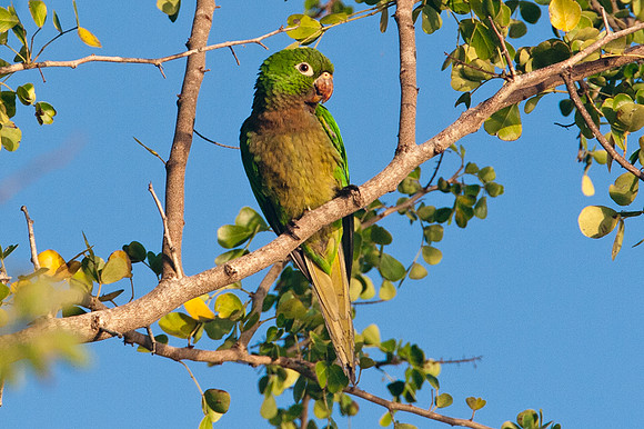 Olive-throated Parakeet (Aratinga nana)