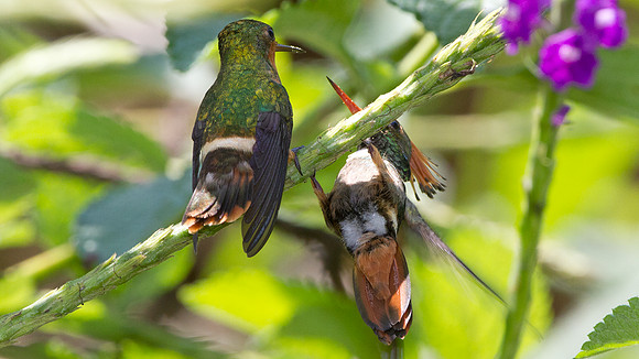 Rufous-Crested Coquette (Lophornis delattrei)