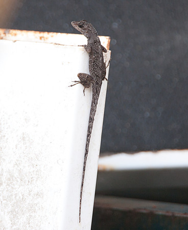 Lizard