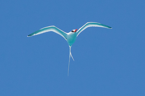 Red-billed Tropicbird (Phaethon aethereus)