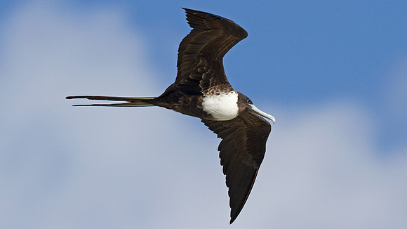 Magnificent Frigatebird (Fregata magnificens) female
