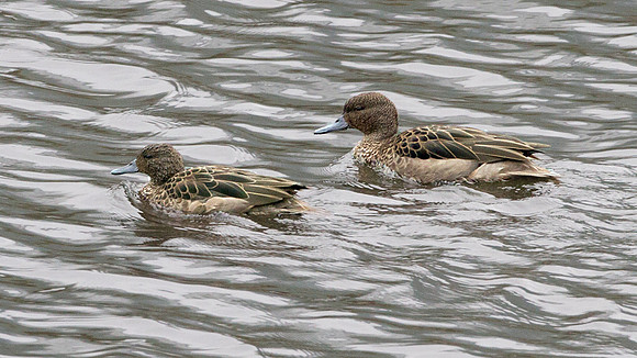 Andean Teal (Anas andium)