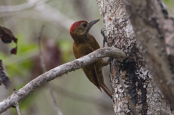 Smoky-brown Woodpecker (Veniliornis fumigatus)