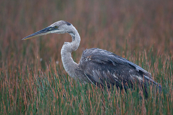 Great Blue Heron (Ardea herodias)