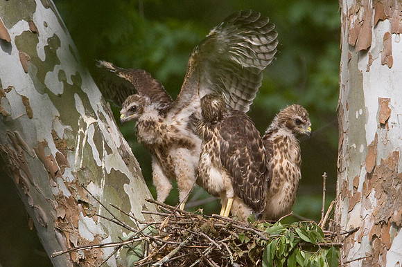 Red-shouldered Hawk (Buteo lineatus) juvenile