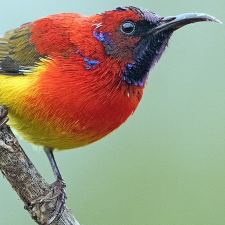 Mrs. Gould's sunbird (Aethopyga gouldiae) Male