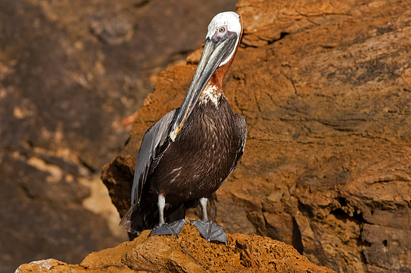 Brown Pelican (Pelecanus occidentalis)