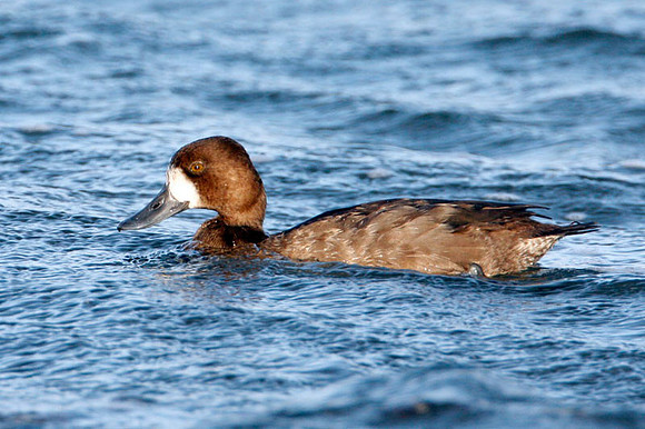 Lesser Scaup (Aythya affinis) female