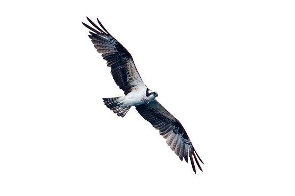 Osprey (Pandion haliaetus)