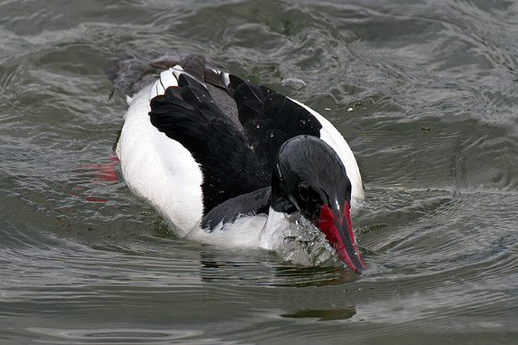 Common Merganser (Mergus merganser) also known as Goosander