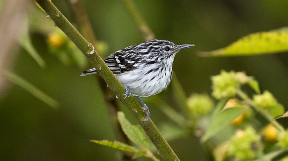 Stripe-chested Antwren (Myrmotherula longicauda)
