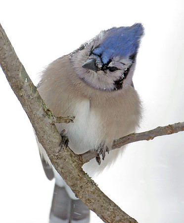 Blue Jay (Cyanocitta cristata)