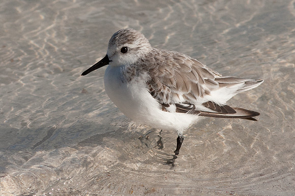 Sanderling (Calidris alba)