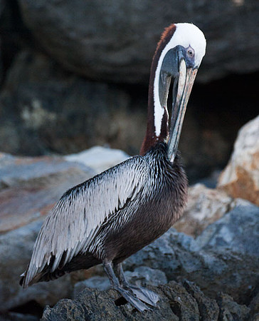 Brown Pelican (Pelecanus occidentalis)