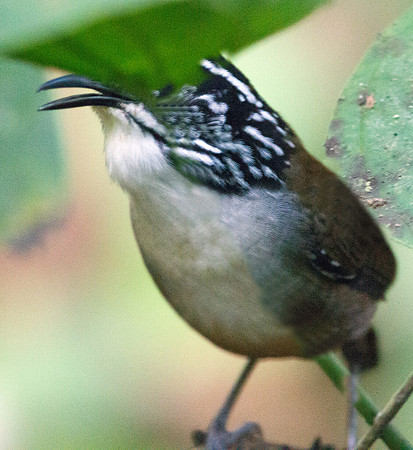 White-breasted Wood Wren (Henicorhina leucosticta)
