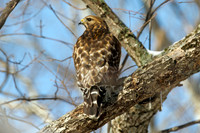 Red-shouldered Hawk (Buteo lineatus)