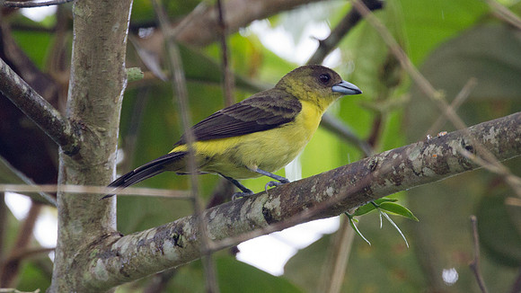 Lemon-rumped Tanager (Ramphocelus flammigerus)