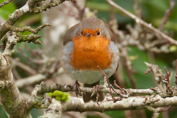 European Robin (Erithacus rubecula)