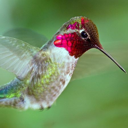 Anna's Hummingbird (Calypte anna)
