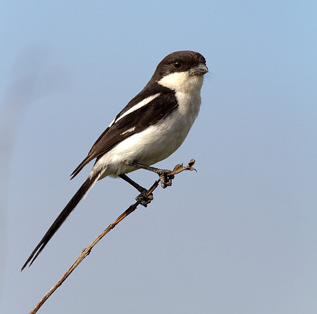 Southern Fiscal (Lanius collaris)