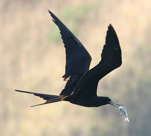 Magnificent Frigatebird (Fregata magnificens)