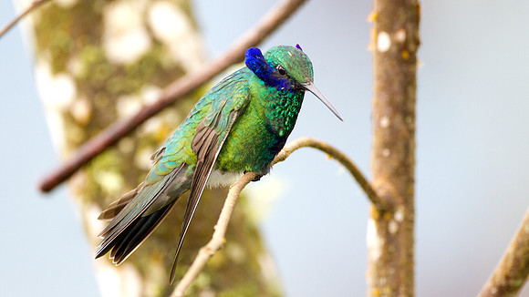 Sparkling Violetear (Colibri coruscans)
