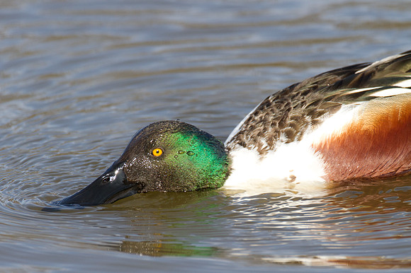 Northern Shoveler (Anas clypeata)