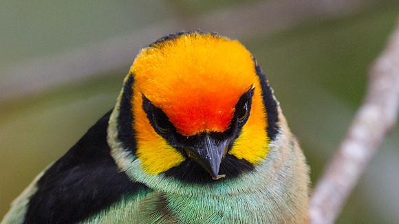 Flame-faced Tanager (Tangara parzudakii)
