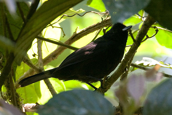 Tawny-crested Tanager (Tachyphonus delatrii)