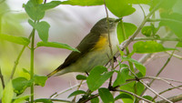 Yellow-rumped Warbler ? (Dendroica coronata)