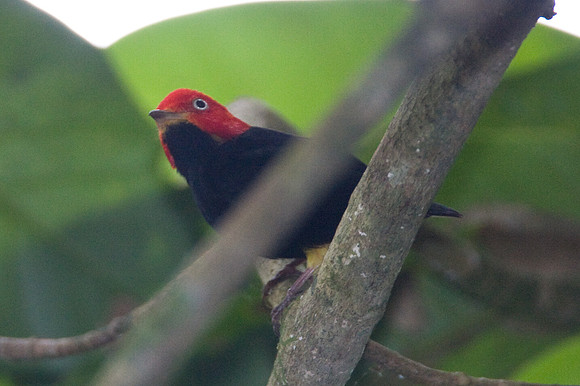 Red-capped Manakin (Pipra mentalis) male