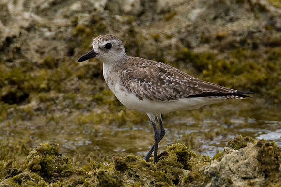 Semipalmated Sandpiper (Calidris pusilla)
