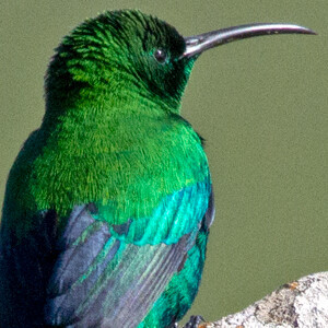 Malachite Sunbird (Nectarinia famosa)