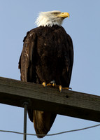Bald Eagle (Haliaeetus leucocephalus)