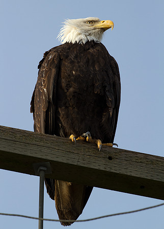 Bald Eagle (Haliaeetus leucocephalus)