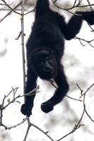 Black howler (Alouatta caraya)