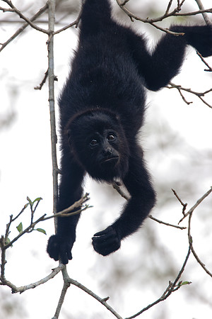 Black howler (Alouatta caraya)
