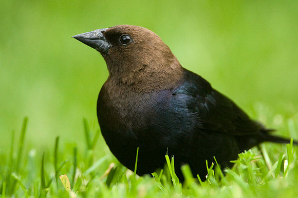 Brown-headed Cowbird (Molothrus ater)
