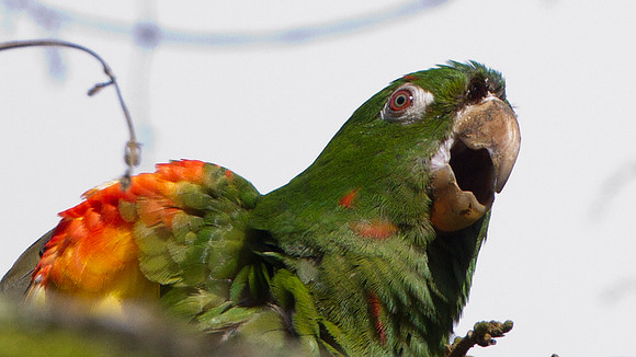 White-eyed Parakeet (Aratinga leucophthalma)
