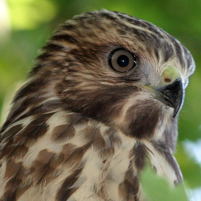 Broad-winged Hawk (Buteo platypterus) immature