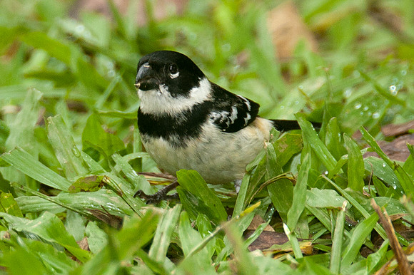 White-collared Seedeater (Sporophila torqueola) male