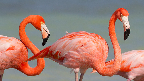 American Flamingo (Phoenicopterus ruber)