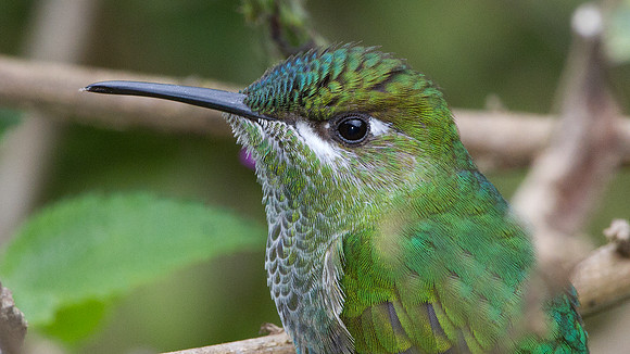 Violet-fronted Brilliant (Heliodoxa leadbeateri)