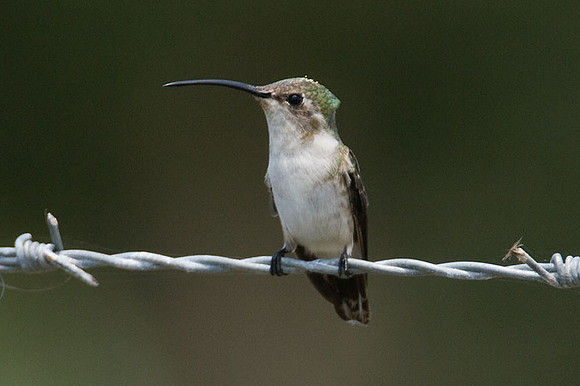 Mexican Sheartail (Doricha eliza) female