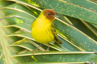 Mangrove Warbler (Dendroica petechia erithachorides) juvenle male