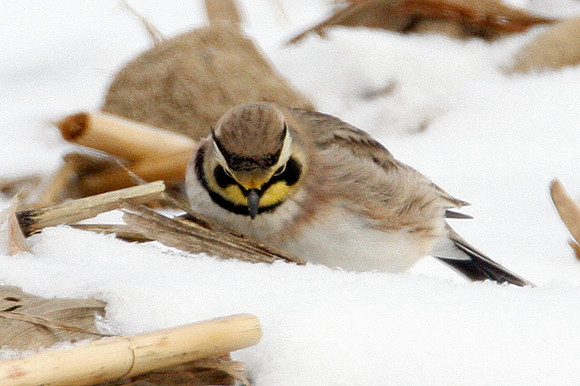 Horned Lark (Eremophila alpestris) also known as Shore Lark